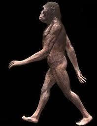 The next earliest hominid (great ape) discovered is the Australopithecus africanus, supposed to have lived roughly 3 million years ago.
