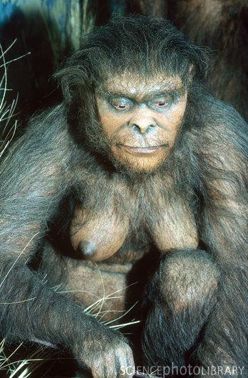 The next earliest hominid (great ape) discovered is the Australopithecus robustus, supposed to have lived roughly 1.75 million years ago.