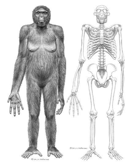 The earliest hominid (great ape) discovered is the Ardipithecus ramidus, supposed to have lived roughly 4.