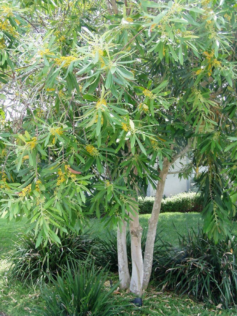 TREE Hakea laurina Pincushion Bush 10 to 20 ft