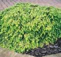 25m Spread: 1m Round bushy and compact plant which can be used in border or foundation plantings.