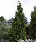5m Shape: Mounding A great specimen for rock gardens. Has a great mounding appearance. Nice for a small shady spot. WHIPCORD CEDAR TREEFORM Distinct narrow habit with sprays of golden-yellow foliage.