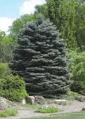 Faster growth than Conica OMORIKA SERBIAN SPRUCE Code: 1150 Height: 21m Spread: 4.5m A very attractive ornamental spruce that has silvery green leaves. A desirable lawn specimen. Slow growing.