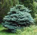 GLAUCA COLORADO BLUE SPRUCE Code: 1225 Height: 20m Spread: 5m Blue in colour all year. A more intense colour in spring with new growth. Very hardy. Nice specimen or in groupings.