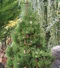 FLEXILIS VANDERWOLF VANDERWOLF S PYRAMIDAL PINE Code: 1335 Height: 5m Spread: 3m A fantastic specimen tree that has a soft texture creating a bluishgreen statement for a small garden plant.