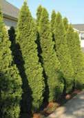 Code: 1600 Height: 3m Spread: 1m A narrow growing plant with upright branches. Great as a specimen, in groupings or as a tall hedge.