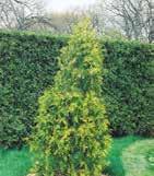Slow growing with an attractive look. Little pruning required. NORTH POLE THUJA FILIFORMIS FILIFORMIS NORTH POLE WEEPING THREADLEAF CEDAR NORTH POLE CEDAR Code: 4339 Height: 1.8m Spread: 1.