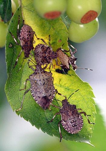 Brown marmorated stink bug, Halyomorpha halys Native to eastern Asia