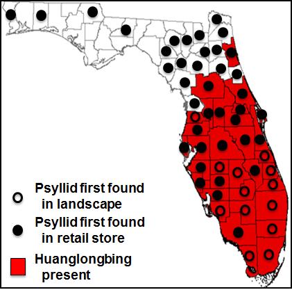 ACP and HLB in Florida: How bad it can get ACP first detected in 1998, after which it spread throughout the state.