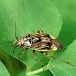 Lygus Plant Bugs adult Adults