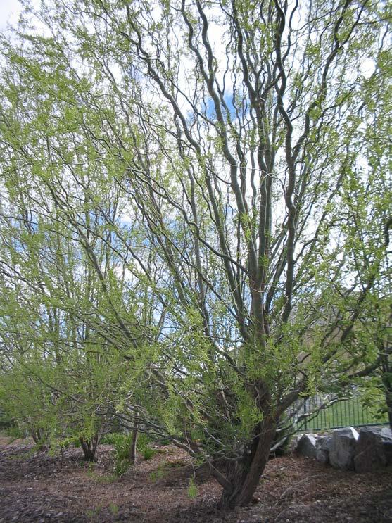 Corkscrew Willow Salix matsudana, Tortuosa The Corkscrew Willow is a fast growing tree that reaches 20 to