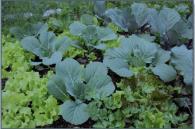 Fast and slow Lettuce in with Kale Beets or radishes in with peas, beans, or cucumbers Tall plants for