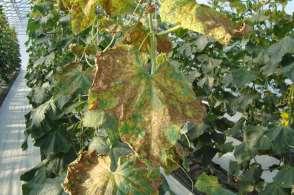 ---Powdery mildew, Downy mildew, two-spotted spider mites negatively affected yield