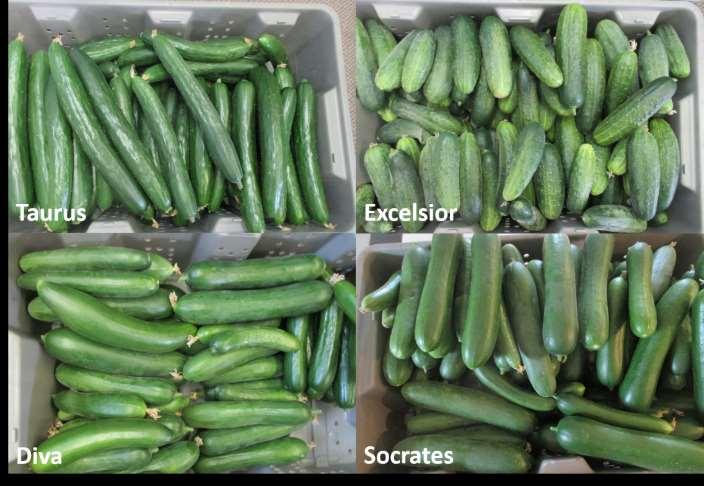 2016 spring cucumber trial Variety Type Socrates Large Beit Alpha, 7-8 Excelsior
