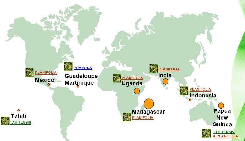 The global vanilla growing regions Madagascar produces in excess of 85% of world output