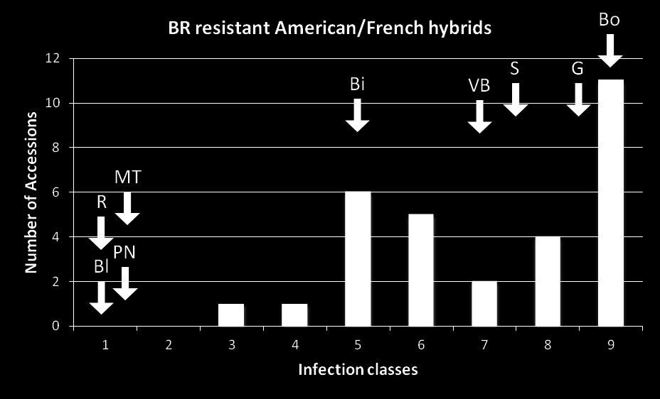 Results Screening for BR resistant accessions Frequency of distribution of 30 tested American/French hybrids 12 Controls: Bl=Blaufraenkisch, MT=Mueller-Thurgau, PN=Pinot Noir, R=Riesling, Bi=Bianca,