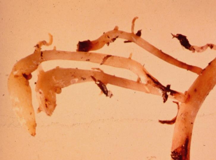 Tuberosities on older roots Secondary fungal infections root rot death