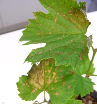 lesions up to totally affected leaves with pycnidia