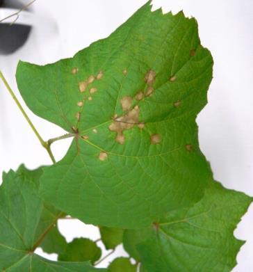 pycnidia on two or more leaves 5 medium Few lesions