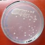 Enterobacter spp Plate 12: Klebsiella spp on Nutrient agar from