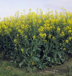 Boron Winter canola generally requires more boron than many other crops grown in rotation with it. Apply 1 to 2 lb boron/acre if soil tests indicate levels below 0.5 ppm.