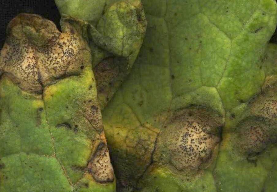 Fig 4. Closeup of blackleg leaf spots with black pepper like fruiting bodies.