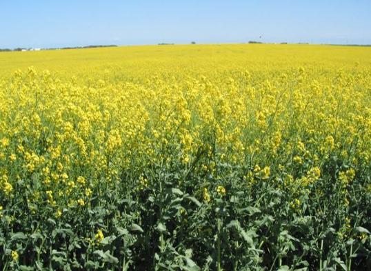 What is Canola?