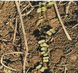 Canola Seedling Growth and Development Seedling emerges 4 to 10 days after planting and