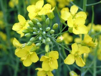 Canola Flowering Flowering begins with the opening of the lowest bud on the main
