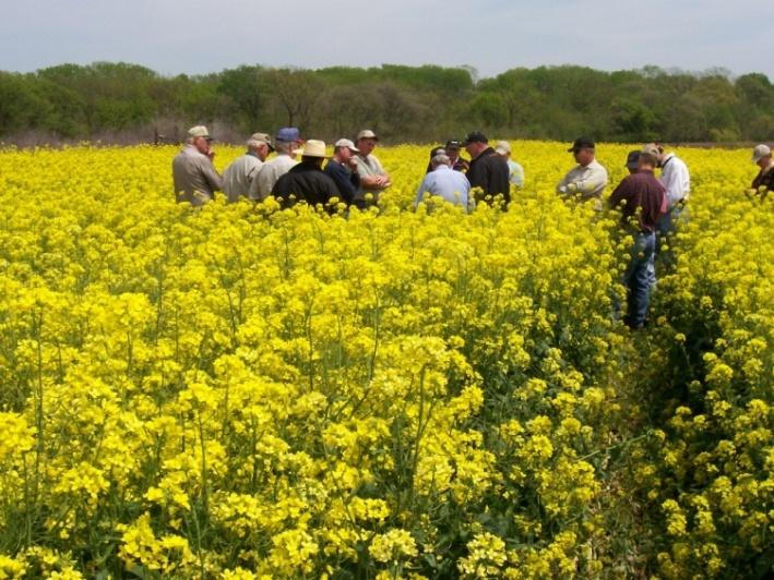 Winter Canola Discussion What is Canola? Why?