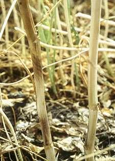 Sclerotinia stem rot Soil borne stem fungus.