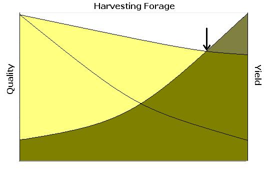 Forage Harvest