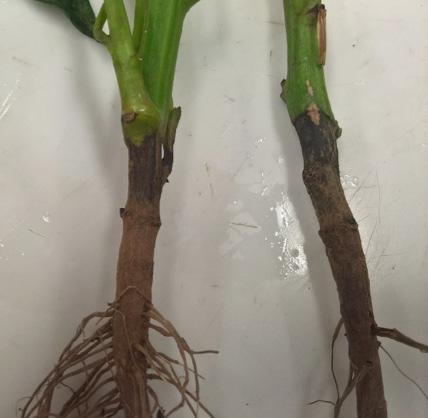 A B Figure 3. Root and crown rot, and black stem lesion beginning at fork of a branch. Symptoms and Signs P. capsici causes seed rot and seedling blight in solanaceous and cucurbit crops.