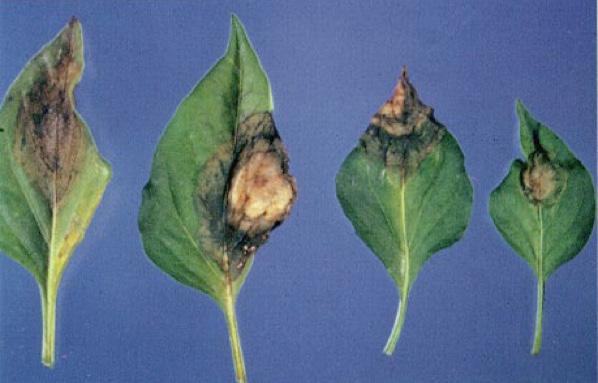 A B Figure 5. Foliar and fruit symptoms. A: leaf with dark green, grayish brown and water-soaked lesions; B: fruit lesions coated with white mold and spores (Image courtesy of J.