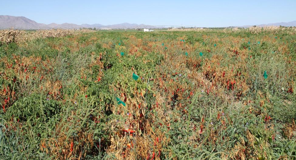 Phytophthora blight causes significant yield losses of up to 100% in Arizona (Figure 6). Cucurbits All cucurbits are susceptible.