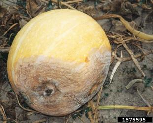 Some squash and pumpkin cultivars, such as butternut,