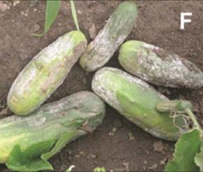Eggplant Symptoms on eggplant are similar to those of