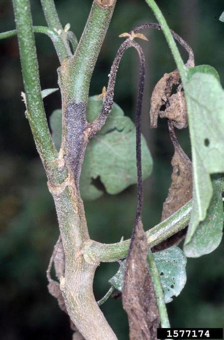 A B C D Figure 9. Phytophthora blight on eggplant. A: dark stem lesion; B: dark stem lesions with diseased fruit; C: leaf lesions; D: fruit rot (Image courtesy of Image courtesy of G.