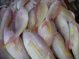 Selayang fish Bil Ingredieants Percentage 1 Fish flesh