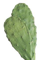 Serve or store cactus in refrigerator for up to 3 days in a covered plastic or glass container. 1.