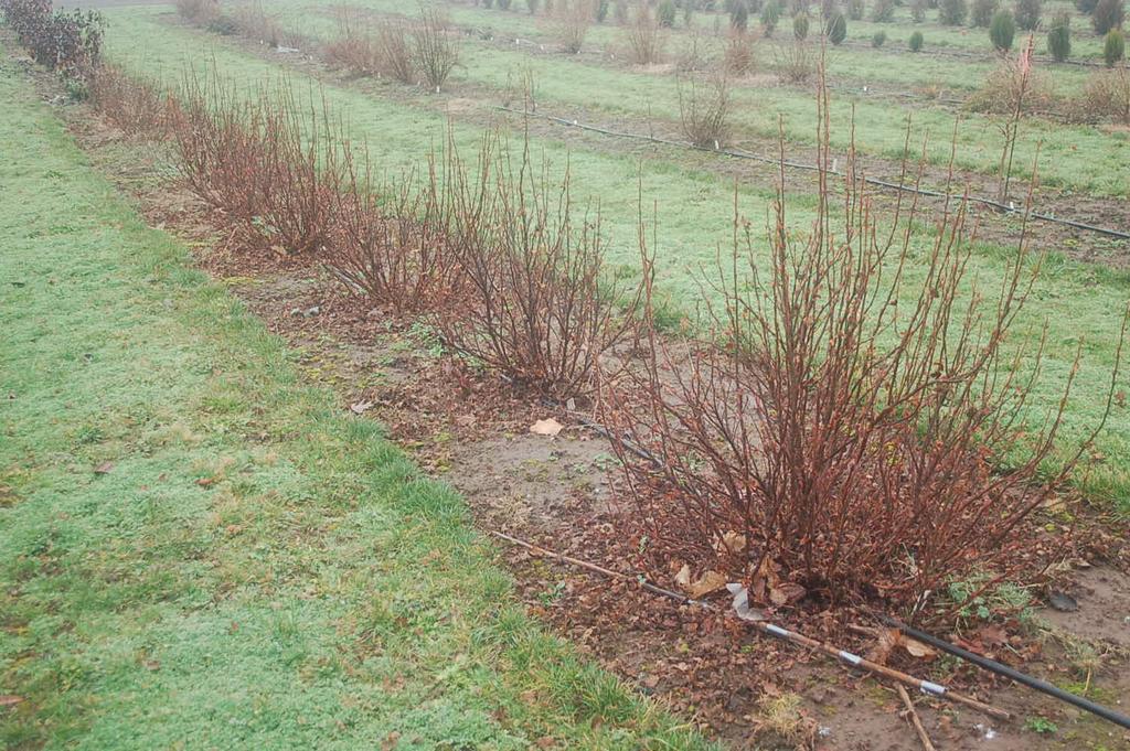 117 118 119 120 121 122 123 124 125 126 127 128 129 130 131 Fig. 1. Ribes sanguineum Oregon Snowflake during winter demonstrating its dense branching.
