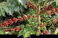 7 4% Acid HANDPICKED SELECTIVE COFFEE HARVEST Brazil FRESH COFFEE ALL YEAR LONG Each climate,