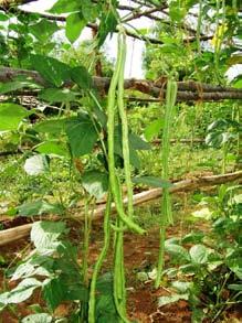 2. Beans Scientific name: Phaseolus vulgaris Family: Fabaceae Production For best results, bean should be grown during a season where temperatures begin warm but then gradually decrease.
