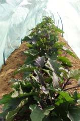 Isolation To obtain seeds of pure varieties, it is well advised to grow different varieties in isolation (under an insect screen), (as shown below) or to variety of eggplant being grown,