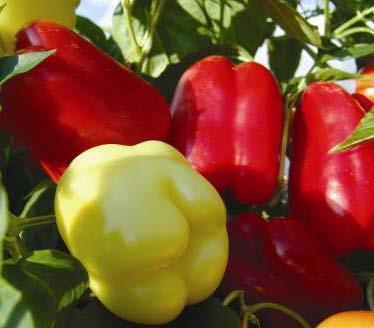 Thus insects or wind are not required for pollination. Pepper is allogamous and can be cross-pollinated by insects.