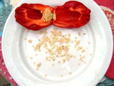 Processing Pepper seeds should be extracted from fresh mature fruits,