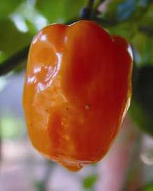 burning sensation provoked by capsaicin (the burning substance in the