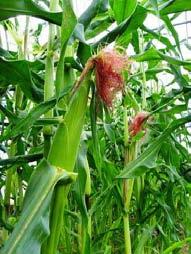 Pollination Corn produces separate male and female flowers on the same plant. Male flowers appear as tassels on the top of corn stalks and produce the pollen (shown, right).