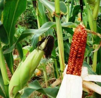 Some insects and bees can be attracted by the pollen of maize. The pollen is light and can travel great distances.