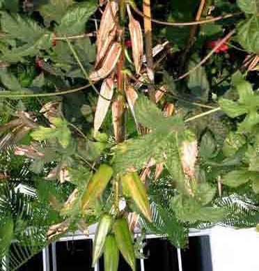 7. Ladies Finger Scientific name: Abelmoschus esculentus Family: Malvaceae Production Ladies finger is commonly called as Bhendi or Okra.
